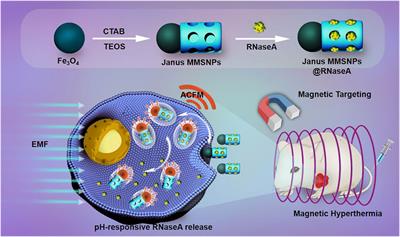 Janus Magnetic Nanoplatform for Magnetically Targeted and Protein/Hyperthermia Combination Therapies of Breast Cancer
